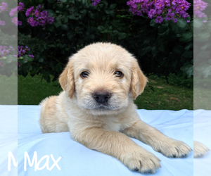 Labradoodle-Poodle (Standard) Mix Puppy for sale in LINDEN, TN, USA