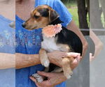 Small #2 Dachshund Mix