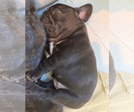 Small Photo #4 French Bulldog Puppy For Sale in GOSHEN, NY, USA