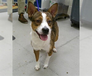 Cardigan Welsh Corgi-Unknown Mix Dogs for adoption in Sanford, FL, USA
