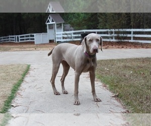 Mother of the Weimaraner puppies born on 02/25/2023
