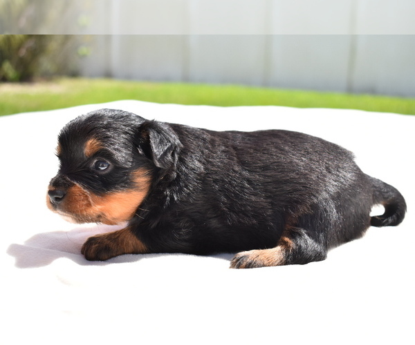 Medium Photo #4 Miniature American Shepherd Puppy For Sale in PALM COAST, FL, USA