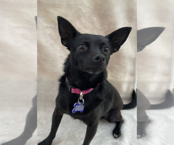 Medium Photo #2 Chihuahua-Unknown Mix Puppy For Sale in oakland, FL, USA