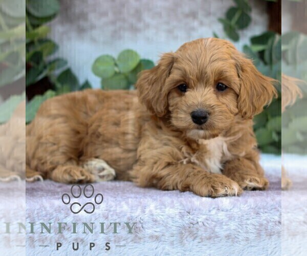 Medium Photo #3 Cavachon-Poodle (Miniature) Mix Puppy For Sale in GORDONVILLE, PA, USA