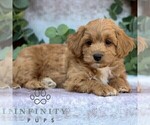 Small #2 Cavachon-Poodle (Miniature) Mix