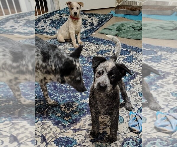 Medium Photo #2 Australian Cattle Dog Puppy For Sale in LAURENS, SC, USA