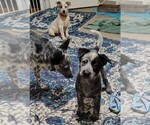 Small #1 Australian Cattle Dog