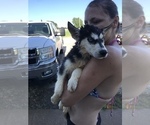 Small Photo #21 Siberian Husky Puppy For Sale in KELLYVILLE, OK, USA
