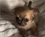 Small #12 Chihuahua