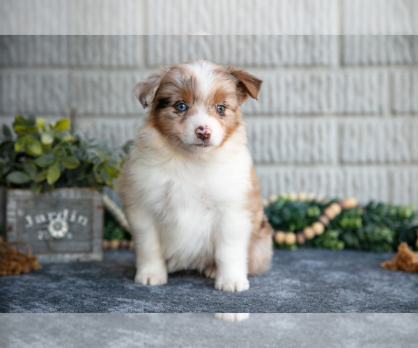 Medium Photo #24 Miniature Australian Shepherd Puppy For Sale in BALTIC, OH, USA