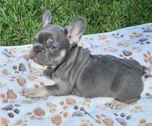 French Bulldog Puppy for Sale in FORT MYERS, Florida USA