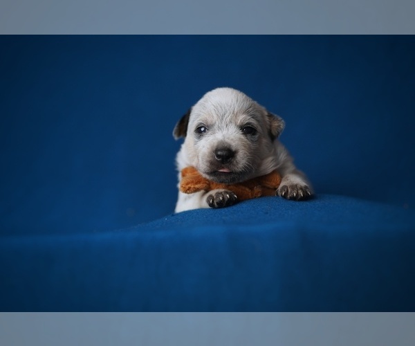 Medium Photo #7 Australian Cattle Dog Puppy For Sale in PILOT, VA, USA