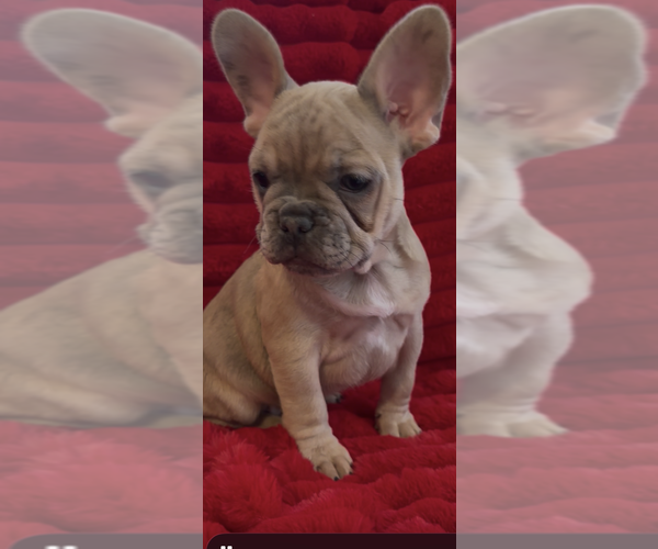 Medium Photo #1 French Bulldog Puppy For Sale in NORTH VERNON, IN, USA