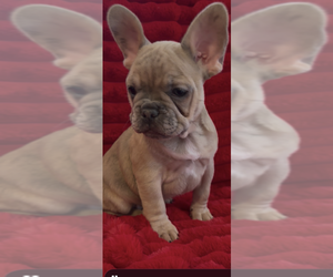 French Bulldog Puppy for sale in NORTH VERNON, IN, USA