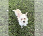 Small #1 Chihuahua Mix