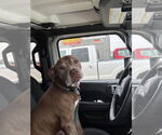 Small #10 American Pit Bull Terrier Mix