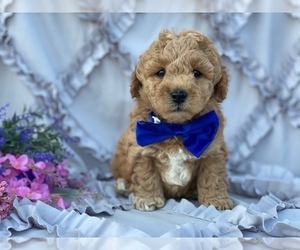 Goldendoodle Puppy for sale in LANCASTER, PA, USA