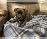 Small Photo #59 American Bully Puppy For Sale in REESEVILLE, WI, USA