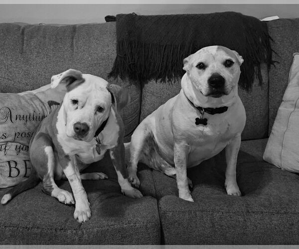 Medium Photo #3 Mutt Puppy For Sale in Mount Laurel, NJ, USA