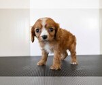 Small Photo #3 Cavalier King Charles Spaniel Puppy For Sale in MILLERSBURG, OH, USA