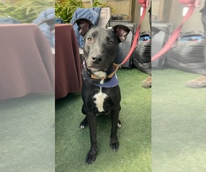 Labrador Retriever-Unknown Mix Dogs for adoption in Woodbury, NY, USA