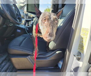 Miniature Bull Terrier-Unknown Mix Dogs for adoption in Houston, TX, USA