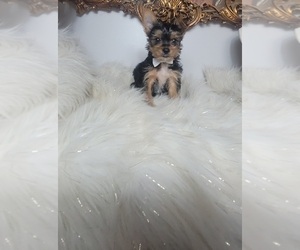 Yorkshire Terrier Puppy for sale in INDIANAPOLIS, IN, USA