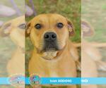Small #1 American Pit Bull Terrier Mix