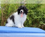 Small #7 Poodle (Toy)