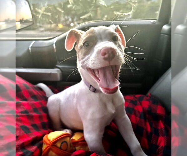 Medium Photo #4 American Staffordshire Terrier-Labrador Retriever Mix Puppy For Sale in San Juan Capistrano, CA, USA