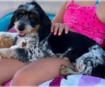 Small #4 Schweenie