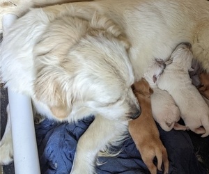 Mother of the English Cream Golden Retriever puppies born on 05/21/2022