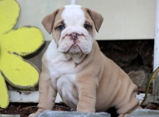 English Bulldog Puppy for sale in MOUNT JOY, PA, USA
