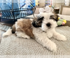 Mal-Shi Puppy for sale in WINCHESTER, CA, USA