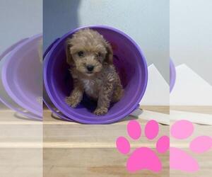 Poodle (Standard) Puppy for sale in MCMINNVILLE, TN, USA