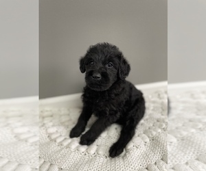 Labradoodle Puppy for sale in BENTON, IL, USA
