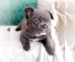 Small #4 French Bulldog