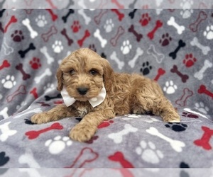 Cavapoo Puppy for sale in LAKELAND, FL, USA