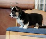 Small #11 Pembroke Welsh Corgi