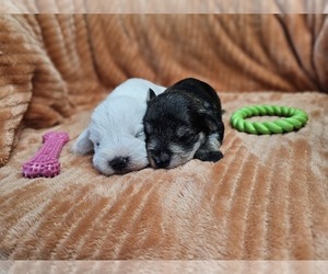 Schnauzer (Miniature) Puppy for Sale in GOSHEN, Indiana USA