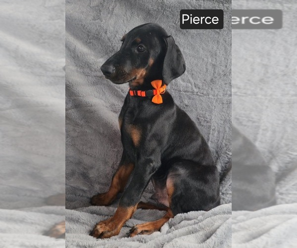 Medium Photo #3 Doberman Pinscher Puppy For Sale in POMEROY, OH, USA