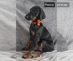 Small #2 Doberman Pinscher