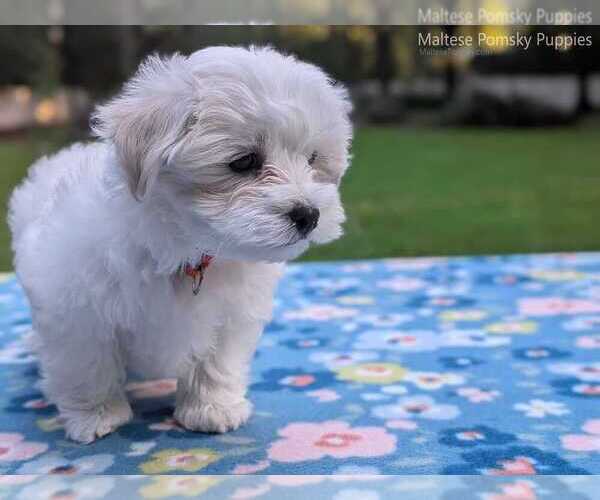 Medium Photo #4 Maltese Puppy For Sale in OCALA, FL, USA