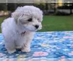 Small #2 Maltese