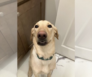 Labrador Retriever Puppy for sale in FORT HOOD, TX, USA
