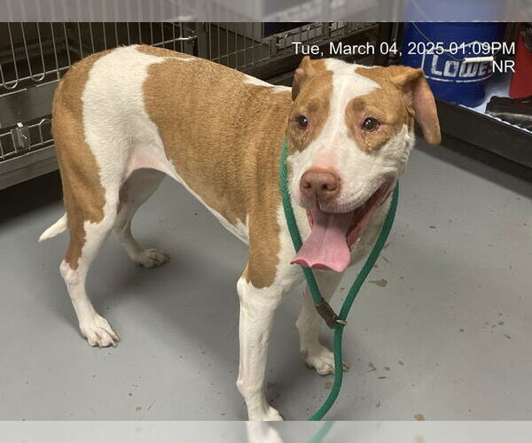 Medium Photo #1 American Pit Bull Terrier Puppy For Sale in Ocala, FL, USA