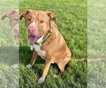 Small #6 Labrador Retriever Mix