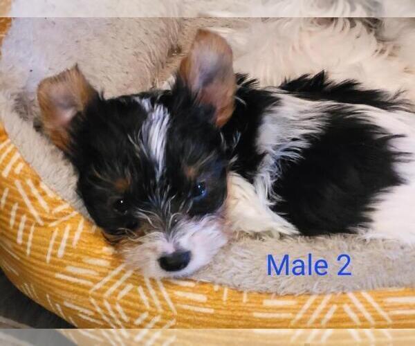 Medium Photo #10 Biewer Terrier Puppy For Sale in CONKLIN, NY, USA