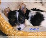 Small Photo #10 Biewer Terrier Puppy For Sale in CONKLIN, NY, USA