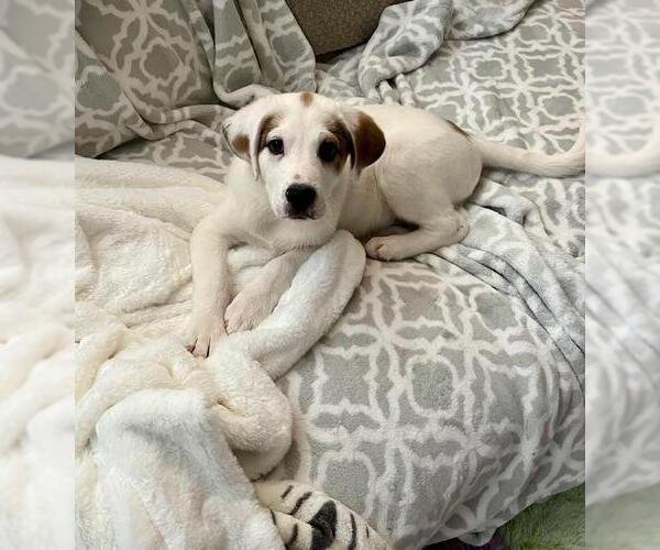 Medium Photo #1 Beagle-Great Pyrenees Mix Puppy For Sale in Plainfield, IL, USA